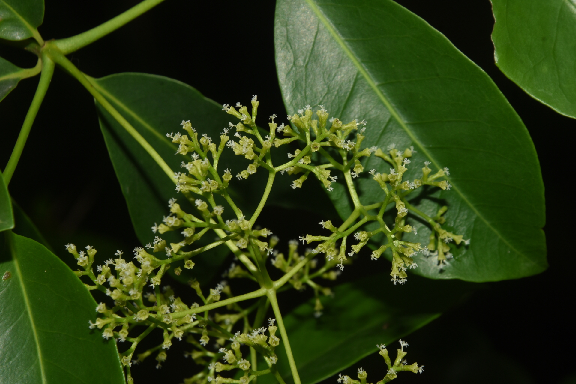 Guapira fragrans (Dum.Cours.) Little - Photo Bivouac Naturaliste